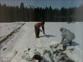 雪下大根掘り