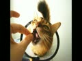 おれ、ねこ「大介2013年版」